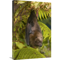 Rodrigues Flying Fox roosting, Michigan-Canvas Art-20"x30"