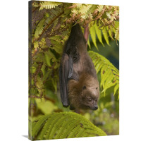 Rodrigues Flying Fox roosting, Michigan-Canvas Art-24"x36"