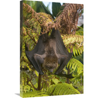 Rodrigues Flying Fox roosting, Michigan-Canvas Art-20"x30"