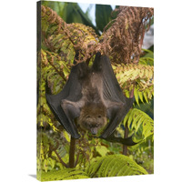 Rodrigues Flying Fox roosting, Michigan-Canvas Art-24"x36"