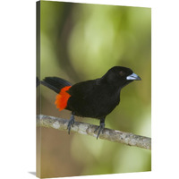 Scarlet-rumped Tanager male, Costa Rica-Canvas Art-24"x36"