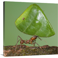 Leafcutter Ant carrying leaf, Costa Rica-Canvas Art-30"x30"