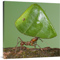 Leafcutter Ant carrying leaf, Costa Rica-Canvas Art-36"x36"