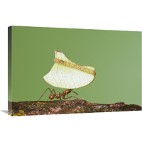 Leafcutter Ant carrying leaf, Costa Rica-Canvas Art-30"x20"