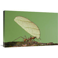 Leafcutter Ant carrying leaf, Costa Rica-Canvas Art-30"x20"