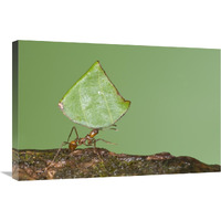 Leafcutter Ant carrying leaf, Costa Rica-Canvas Art-30&quotx20"