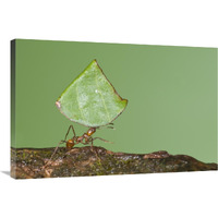 Leafcutter Ant carrying leaf, Costa Rica-Canvas Art-36"x24"