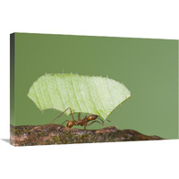 Leafcutter Ant carrying leaf, Costa Rica-Canvas Art-30"x20"