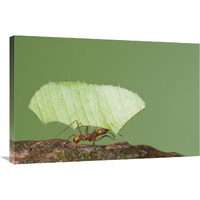 Leafcutter Ant carrying leaf, Costa Rica-Canvas Art-36"x24"