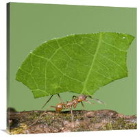 Leafcutter Ant carrying leaf, Costa Rica-Canvas Art-36"x36"