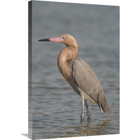 Reddish Egret, Fort Desoto Park, Florida-Canvas Art-20"x30"