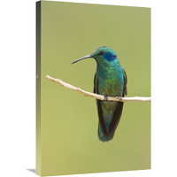 Green Violet-ear hummingbird, Costa Rica-Canvas Art-20"x30"