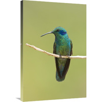 Green Violet-ear hummingbird, Costa Rica-Canvas Art-24"x36"