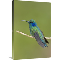 Green Violet-ear hummingbird, Costa Rica-Canvas Art-20"x30"