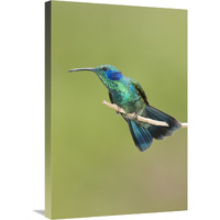 Green Violet-ear hummingbird, Costa Rica-Canvas Art-20"x30"