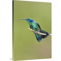 Green Violet-ear hummingbird, Costa Rica-Canvas Art-24"x36"