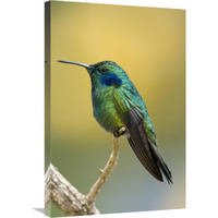 Green Violet-ear hummingbird, Costa Rica-Canvas Art-20"x30"