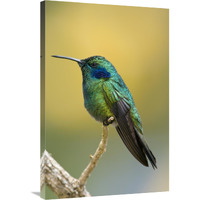 Green Violet-ear hummingbird, Costa Rica-Canvas Art-24&quotx36"