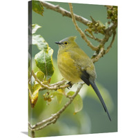 Long-tailed Silky-flycatcher, Costa Rica-Canvas Art-20&quotx30"