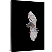 Seba"s Short-tailed Bat flying, Michigan-Canvas Art-20"x30"