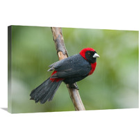 Crimson-collared Tanager male, Costa Rica-Canvas Art-30"x20"