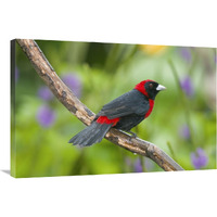 Crimson-collared Tanager male, Costa Rica-Canvas Art-36"x24"