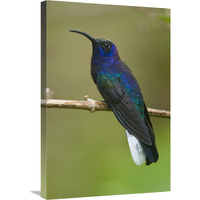 Violet Sabre-wing hummingbird, Costa Rica-Canvas Art-20"x30"