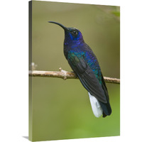 Violet Sabre-wing hummingbird, Costa Rica-Canvas Art-24"x36"