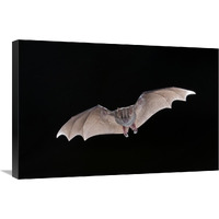 Jamaican Fruit-eating Bat flying, Michigan-Canvas Art-30"x20"