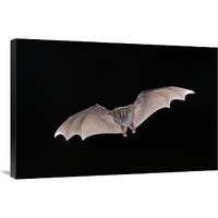 Jamaican Fruit-eating Bat flying, Michigan-Canvas Art-36"x24"