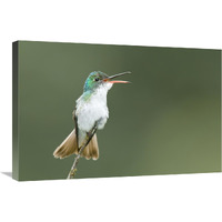 Andean Emerald hummingbird calling, Ecuador-Canvas Art-30"x20"