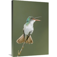 Andean Emerald hummingbird calling, Ecuador-Canvas Art-20"x30"