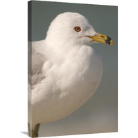 Ring-billed Gull, Fort Desoto Park, Florida-Canvas Art-20"x30"