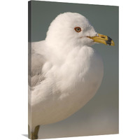 Ring-billed Gull, Fort Desoto Park, Florida-Canvas Art-24"x36"