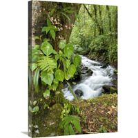 Creek flowing through rainforest, Costa Rica-Canvas Art-20"x30"