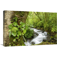 Creek flowing through rainforest, Costa Rica-Canvas Art-30"x20"