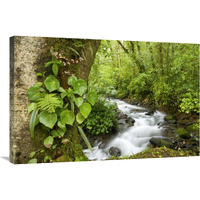 Creek flowing through rainforest, Costa Rica-Canvas Art-36"x24"