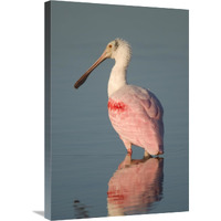 Roseate Spoonbill, Fort Myers Beach, Florida-Canvas Art-20"x30"