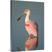 Roseate Spoonbill, Fort Myers Beach, Florida-Canvas Art-24"x36"