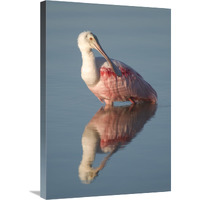 Roseate Spoonbill, Fort Myers Beach, Florida-Canvas Art-20"x30"