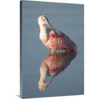 Roseate Spoonbill, Fort Myers Beach, Florida-Canvas Art-24"x36"