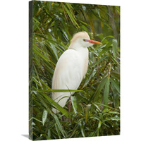 Cattle Egret in breeding plumage, Costa Rica-Canvas Art-20&quotx30"