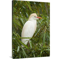 Cattle Egret in breeding plumage, Costa Rica-Canvas Art-24"x36"