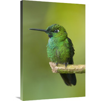 Green-crowned Brilliant hummingbird, Ecuador-Canvas Art-24"x36"