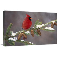 Northern Cardinal male, South Lyon, Michigan-Canvas Art-30"x20"