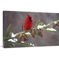 Northern Cardinal male, South Lyon, Michigan-Canvas Art-36"x24"