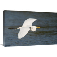 Great Egret flying, Fort Myers Beach, Florida-Canvas Art-30"x20"