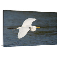 Great Egret flying, Fort Myers Beach, Florida-Canvas Art-36"x24"