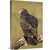 Turkey Vulture, Howell Nature Center, Michigan-Canvas Art-20"x30"