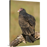 Turkey Vulture, Howell Nature Center, Michigan-Canvas Art-24"x36"